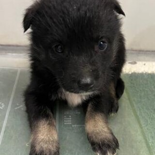 ※優先期間内にお迎え下さい　4月2日迄