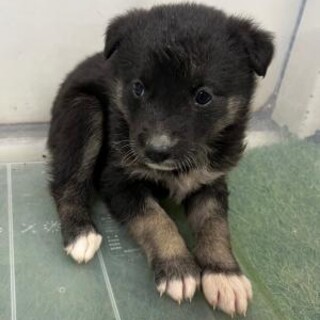 ※優先期間内にお迎え下さい　4月2日迄