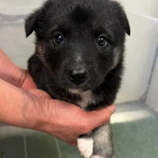 ※優先期間内にお迎え下さい　4月2日迄