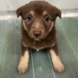 ※優先期間内にお迎え下さい　4月2日迄