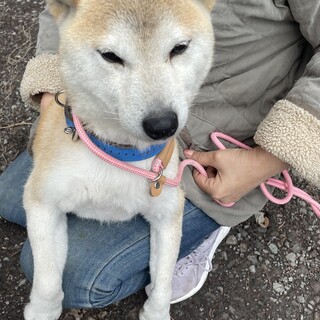 柴犬もみじちゃん　6歳の女の子