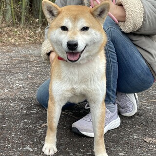 柴犬ゆりちゃん　5歳女の子