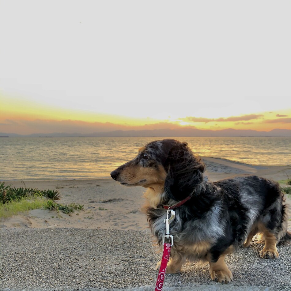 海(かい)のカバー写真