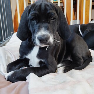 ７兄妹の次女☆ノワールちゃん