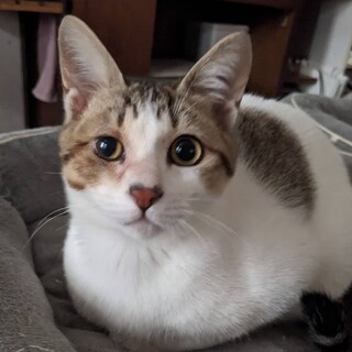 性格抜群　キジ白くん