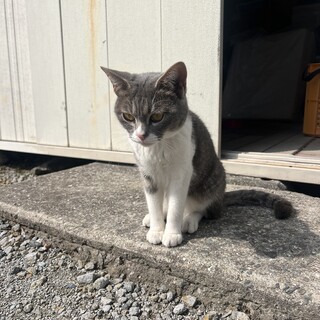 とても人懐っこい猫ちゃんです