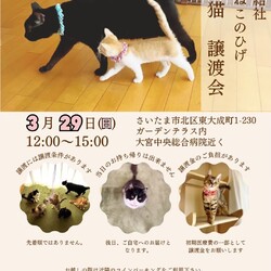 秘密結社ねこのひげ♡保護猫譲渡会