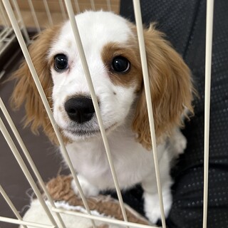 5ヶ月 キャバックス もち