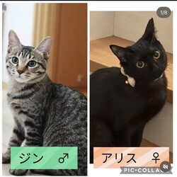 保護猫譲渡会@碧南市