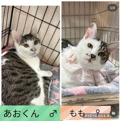 保護猫譲渡会@高浜市
