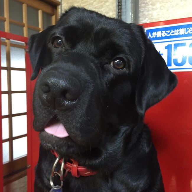 ホープ141107のカバー写真