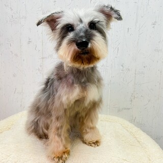 明るく優しい可愛いシュナちゃん☆