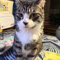 猫も人も大好き♡キジ兄妹　ソラ君