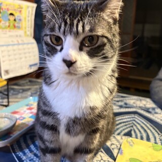 猫も人も大好き♡キジ兄妹　ソラ君