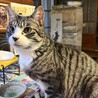 猫も人も大好き♡キジ兄妹　ソラ君