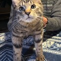 猫も人も大好き♡キジ兄弟　トイ君
