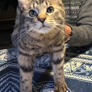 猫も人も大好き♡キジ兄弟　トイ君