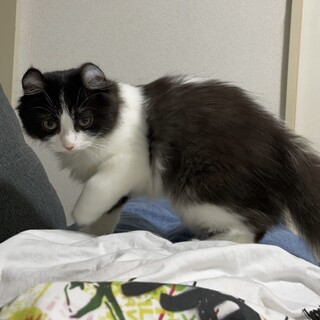 アメリカンカールの女の子です