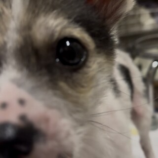 ゾロ♂ずっとのおうちを探しています