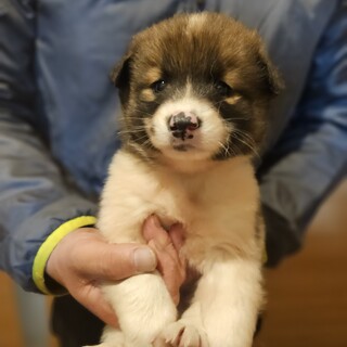 雑種メス１ヶ月半 つくしちゃん