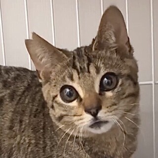 懐こくて人が大好き超甘えん坊ミミ君