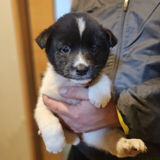 雑種オス　１ヶ月半 みつばくん