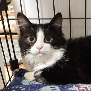 長毛パンダ猫のさくらちゃん♥️