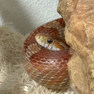 コーンスネーク里親募集