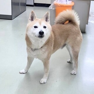 小柄な柴犬くん