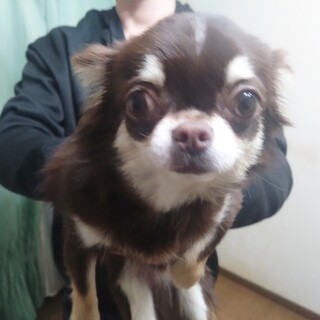 里親様が決まりました！