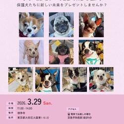 forわんDog譲渡会at徳浄寺