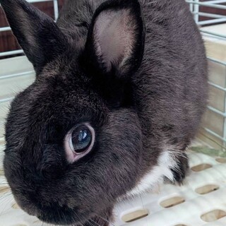 可愛いウサギ1歳弱