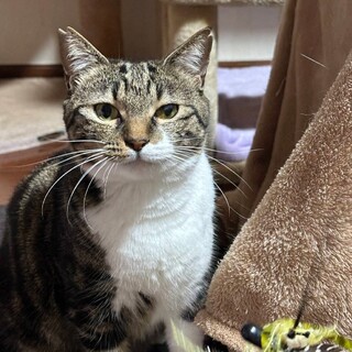 ぽってり可愛い「くるみ」