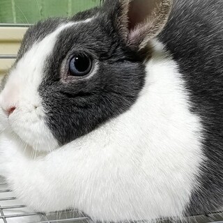 穏やかな可愛いウサギ