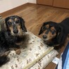 ミクと海