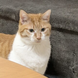 優しさ満点❤️茶白のチャイくん