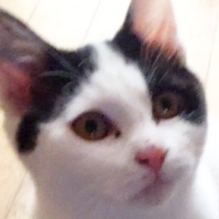 生後３か月ほどのハチワレメス猫。可愛くて人懐っこい