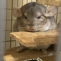 チンチラの里親を募集します