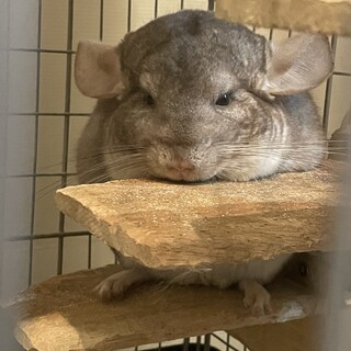 チンチラの里親を募集します