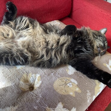 雹くんつっくん　ありがとう！わたくしもトムも元気にしてます！