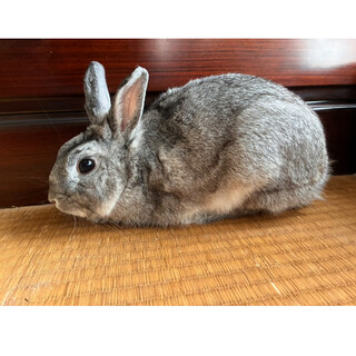 ウサギ1歳半男の子の里親募集