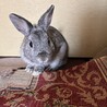 ウサギ1歳半男の子の里親募集 サムネイル3