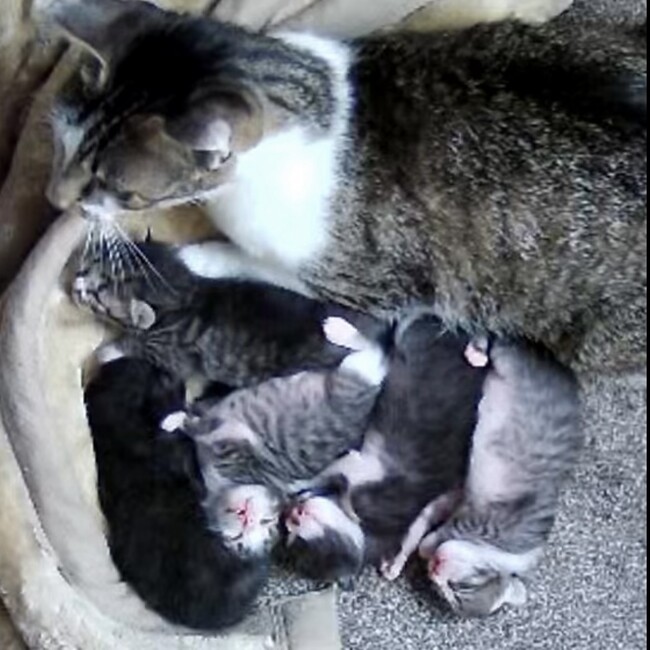 Dog.Cat.Houseのカバー写真