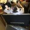 にょにょタウン