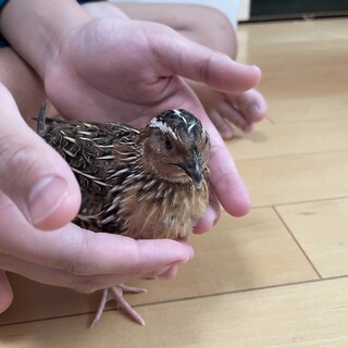 (お話し中)卵から育てたウズラ【雄2羽まで】
