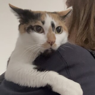 小柄で甘えん坊な三毛猫オヨヨ❤️