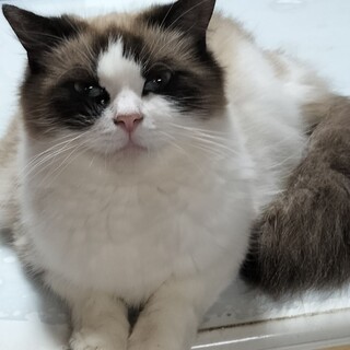 ４才の女の子　ラグドールちゃん