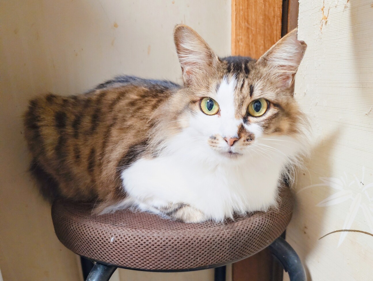 ゴージャスな長毛のお母さん猫ミミちゃん♥️の写真