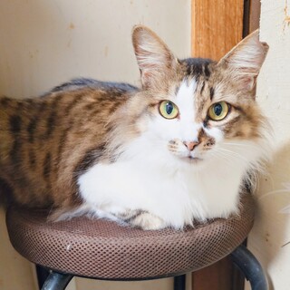 ゴージャスな長毛のお母さん猫ミミちゃん♥️