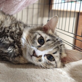 ふわふわ長毛の可愛いぬいぐるみ⁉️いせ君